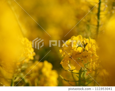 強姦開花 111953041