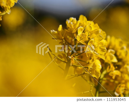 Rape blossoms Rape blossoms 111953045