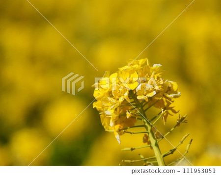 Rape blossoms Rape blossoms 111953051