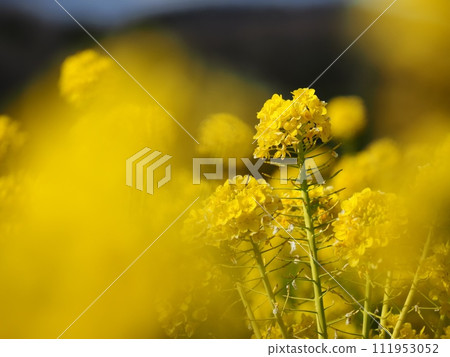 強姦開花 111953052