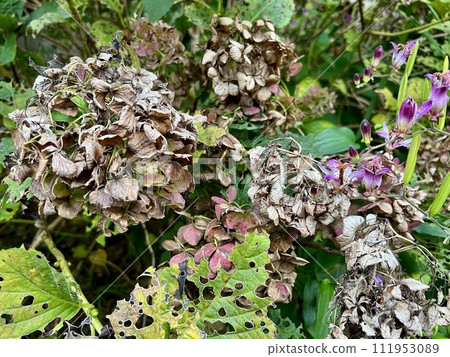 The hydrangea withered and insect-eaten leaves The hydrangea withered and insect-eaten leaves 111953089