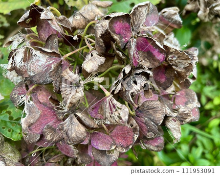 繡球花枯萎了,葉子被蟲蛀了 繡球花枯萎了,葉子被蟲蛀了 111953091