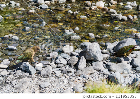 Care of two dogs in Milford Sound 111953355