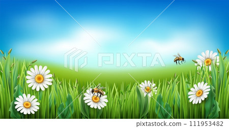 Chamomile meadow. Realistic green grass with white flowers, blue sky and clouds, flying bees. Garden lawn panorama, spring summer landscape. Horizontal banner backdrop. Vector background Chamomile meadow. Realistic green grass with white flowers, blue sky and clouds, flying bees. Garden lawn panorama, spring summer landscape. Horizontal banner backdrop. Vector background 111953482