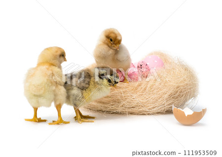 Just hatched chicken and Easter eggs isolated on white background.Selective focus, copy space. 111953509