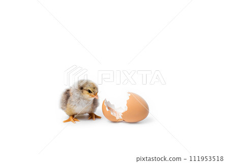 Just hatched chicken and Easter eggs isolated on white background.Selective focus, copy space. Just hatched chicken and Easter eggs isolated on white background.Selective focus, copy space. 111953518