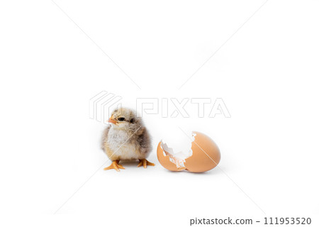 Just hatched chicken and Easter eggs isolated on white background.Selective focus, copy space. 111953520