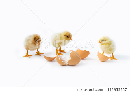 Just hatched chicken and Easter eggs isolated on white background.Selective focus, copy space. 111953537