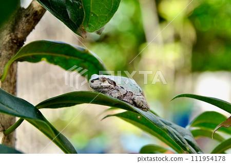 Frog resting on the leaves 111954178