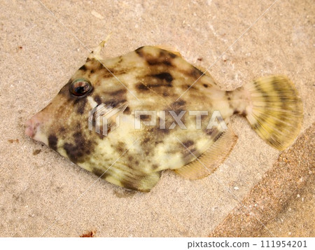 Freshly caught filefish 111954201