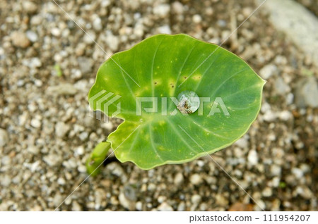 Water droplets on taro leaves Water droplets on taro leaves 111954207