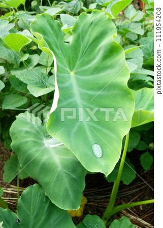 大芋頭葉和水滴 大芋頭葉和水滴 111954208