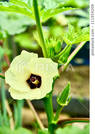 Yellow okra flower Yellow okra flower 111954209