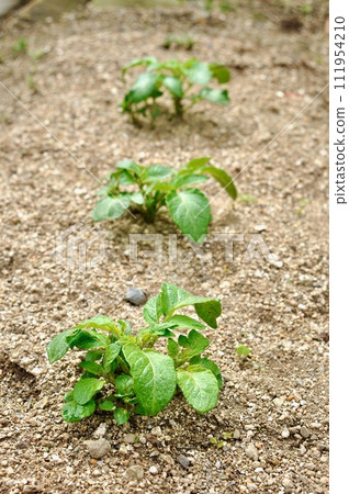 Potatoes at home garden Potatoes at home garden 111954210