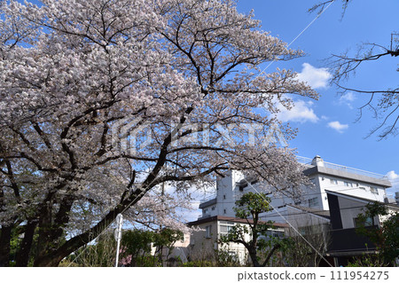 杉並和下高海道玉川渡槽沿岸的一排櫻花樹 111954275