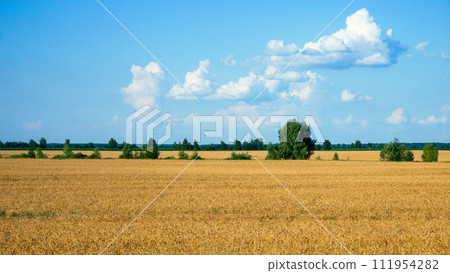 Golden crops stretch out under a bright, cloud-speckled sky. Golden crops stretch out under a bright, cloud-speckled sky. 111954282