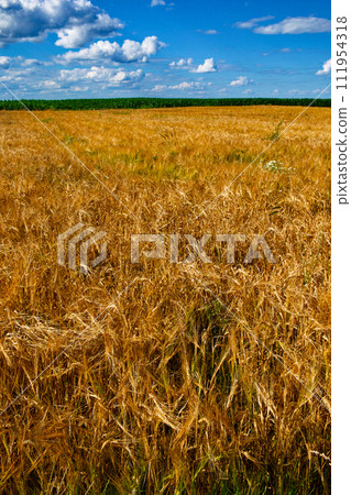 Golden wheat field, ripe and ready for harvest, stretches out under a partly cloudy sky. Golden wheat field, ripe and ready for harvest, stretches out under a partly cloudy sky. 111954318