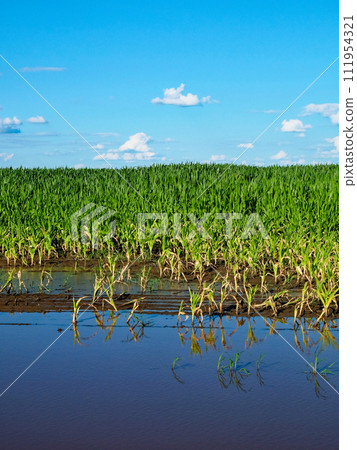 Waterlogged field of crops under a partly cloudy sky. 111954321