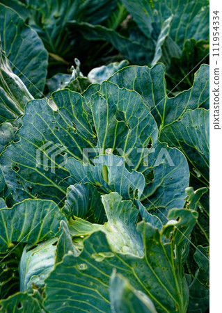 A field of cabbages with large, healthy, and textured green leaves. A field of cabbages with large, healthy, and textured green leaves. 111954334
