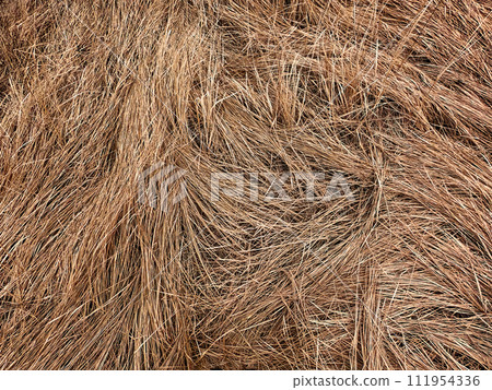 Brownish dried grass is captured up close, highlighting its intricate woven-like texture. 111954336