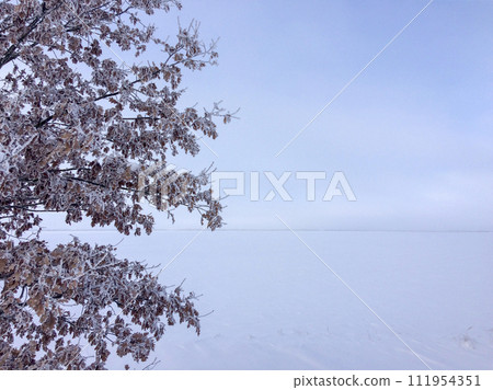 The image captures a serene winter scene with a frost-covered tree against a snowy landscape and a pale sky. The image captures a serene winter scene with a frost-covered tree against a snowy landscape and a pale sky. 111954351