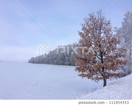 The image captures a serene winter scene with a brown-leaved tree in the foreground and snow-covered trees in the background under a clear sky. 111954353