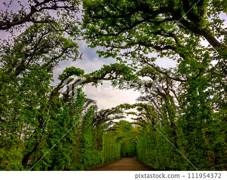 The image shows a pathway lined with tall, green trees forming a natural archway under a cloudy sky. The image shows a pathway lined with tall, green trees forming a natural archway under a cloudy sky. 111954372