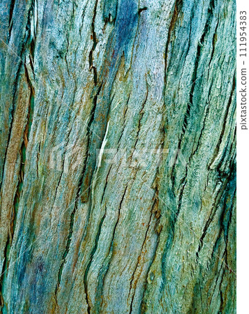 The image shows a close-up of tree bark with distinct textures and colors. eucalyptus bark as background, wood texture 111954383