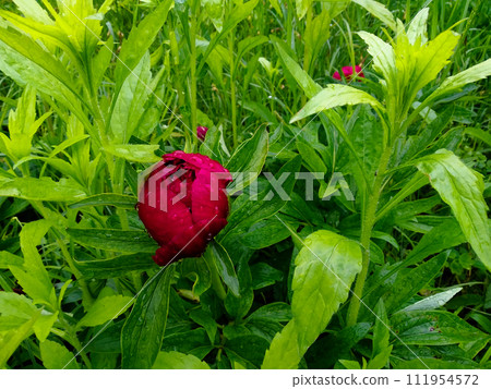 A bright red peony bud, wet with raindrops, is nestled among vibrant green leaves. A bright red peony bud, wet with raindrops, is nestled among vibrant green leaves. 111954572