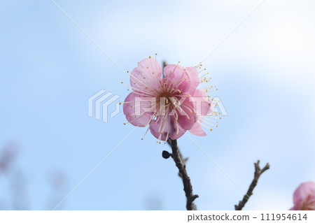 紅梅花映襯在藍天下 紅梅花映襯在藍天下 111954614