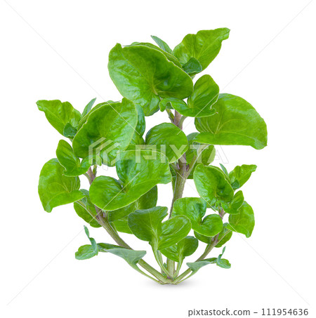 Fresh watercress isolated on white background 111954636