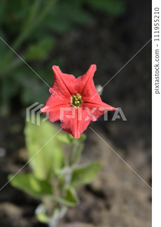 Brazilian red petunia 111955210