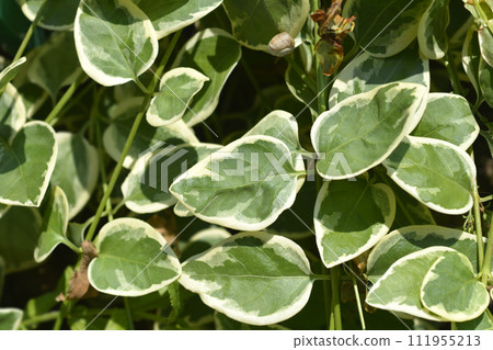 Variegated Greater periwinkle Variegated Greater periwinkle 111955213