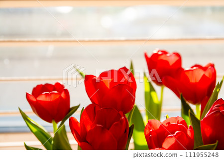 Bright red tulips bathing in the morning sun decorated by the window, a spring morning Bright red tulips bathing in the morning sun decorated by the window, a spring morning 111955248