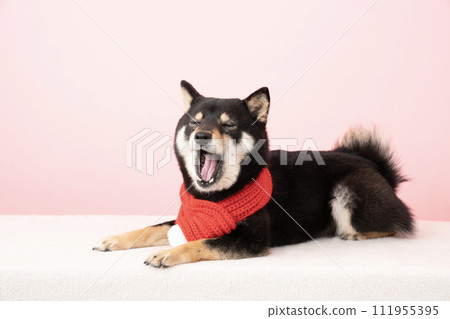 戴著紅領巾打哈欠的豆柴雪莉 111955395