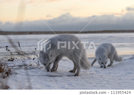 Two arctic foxes (Vulpes Lagopus) in wilde tundra. Arctic fox on the beach. 111955424