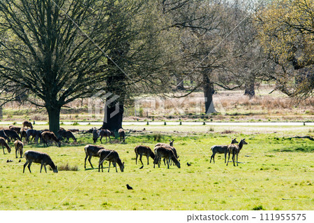 A herd of deer eating grass on a large lawn surrounded by branches and large trees that are beginning to sprout, in Richmond Park on the outskirts of London. A herd of deer eating grass on a large lawn surrounded by branches and large trees that are beginning to sprout, in Richmond Park on the outskirts of London. 111955575