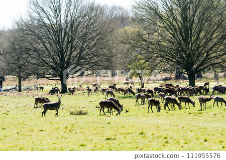 A herd of deer eating grass on a large lawn surrounded by branches and large trees that are beginning to sprout, in Richmond Park on the outskirts of London. A herd of deer eating grass on a large lawn surrounded by branches and large trees that are beginning to sprout, in Richmond Park on the outskirts of London. 111955576