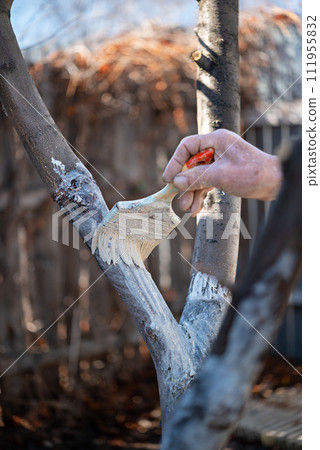 painting trees with lime from insects in a country garden. Whitewashing of spring trees, protection from pests. 111955832