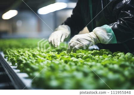 Hydroponics lab on spacecraft. scientists testing plants for future farming and agriculture research 111955848