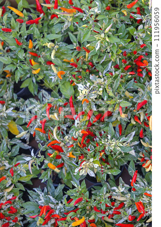 Chili Pepper Plants Background 111956059