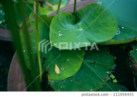 真言宗總院高野山蓮花葉的防水效果 蓮花效果 真言宗總院高野山蓮花葉的防水效果 蓮花效果 111956455