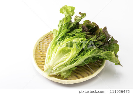 Sunny lettuce placed in a tray with white background 111956475
