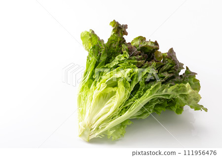 白色背景上的陽光生菜 111956476