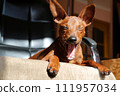 Portrait of a happy dog on a chair. The muzzle of a happy, smiling dog.  111957034