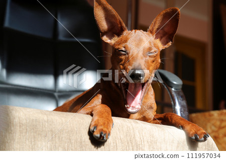 Portrait of a happy dog on a chair. The muzzle of a happy, smiling dog.  111957034