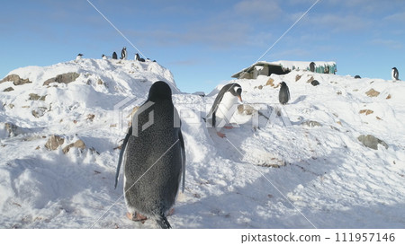 Gentoo Penguin Steal Nest Stone Antarctic Close-up. Funny South Pole Bird Fight on Snow Rocky Shore Landscape for Pebble. Polar Family Wild Life Battle Static Shot Footage Shot in 4K (UHD) 111957146