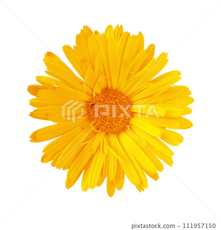 Calendula flower isolated on white background. Flat lay, top view. Calendula flower isolated on white background. Flat lay, top view. 111957150