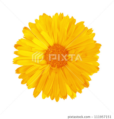 Calendula flower isolated on white background. Flat lay, top view. Calendula flower isolated on white background. Flat lay, top view. 111957151