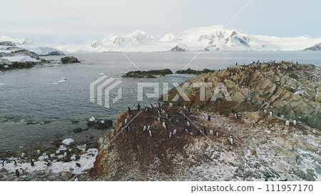 Gentoo Penguin Colony Standing On Rock Hill Aerial. Antarctica Wildlife Nature Scenery Landscape. Polar Bird Animal Group Standing on Harsh Mountain Coast Drone Top Footage Shot in 4K (UHD) 111957170